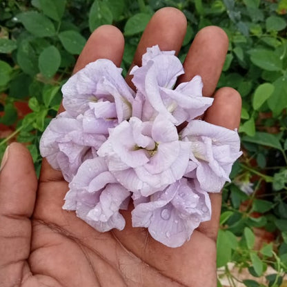 Clitoria lavender multi petal flower plant