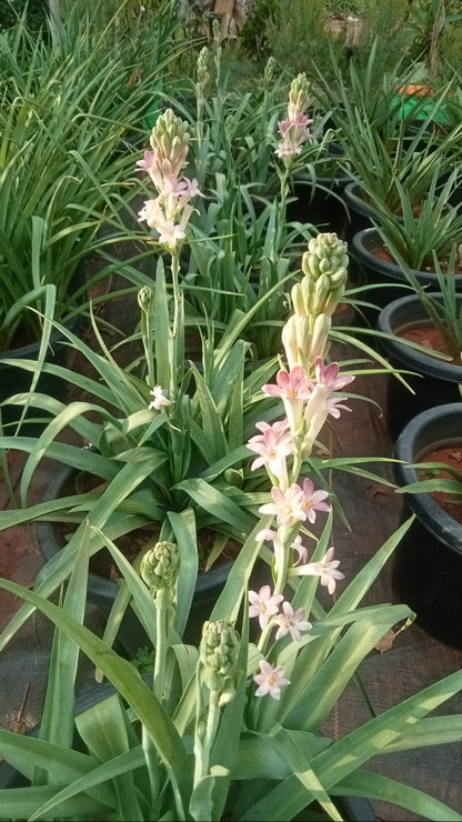Tuberose cindrella bulb