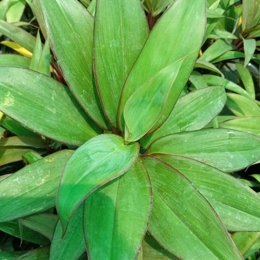 Cordyline stricta plant