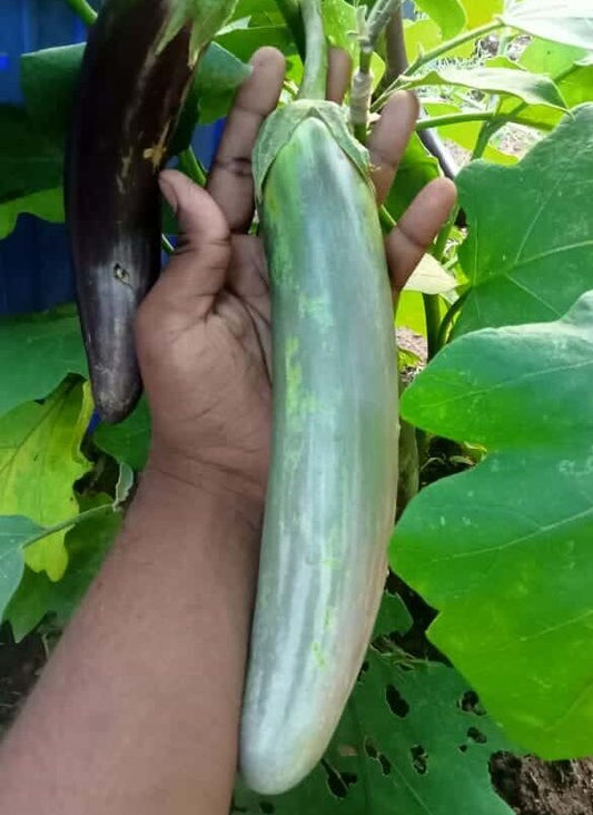 Snake brinjal greenish purple seeds