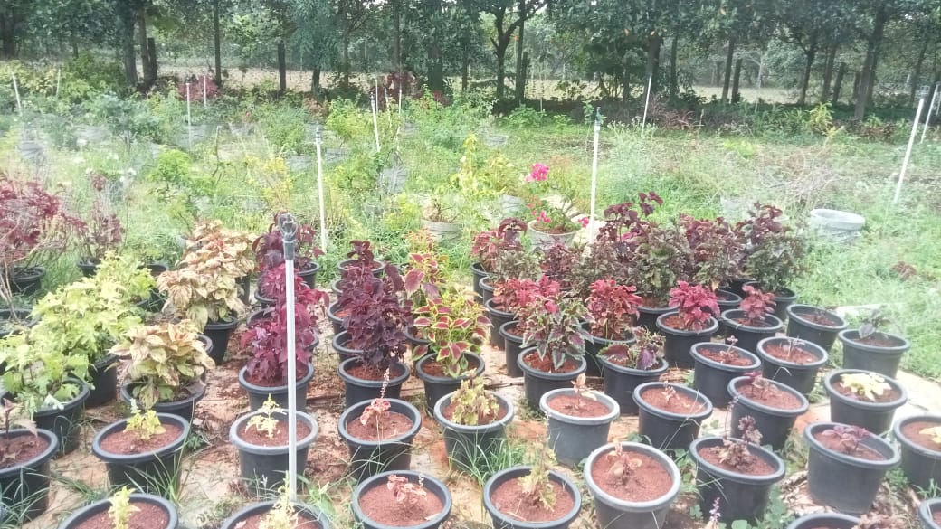 Colourful 20 varieties of coleus cuttings
