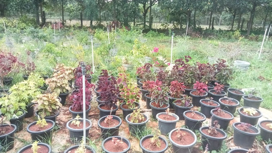 Colourful 20 varieties of coleus cuttings