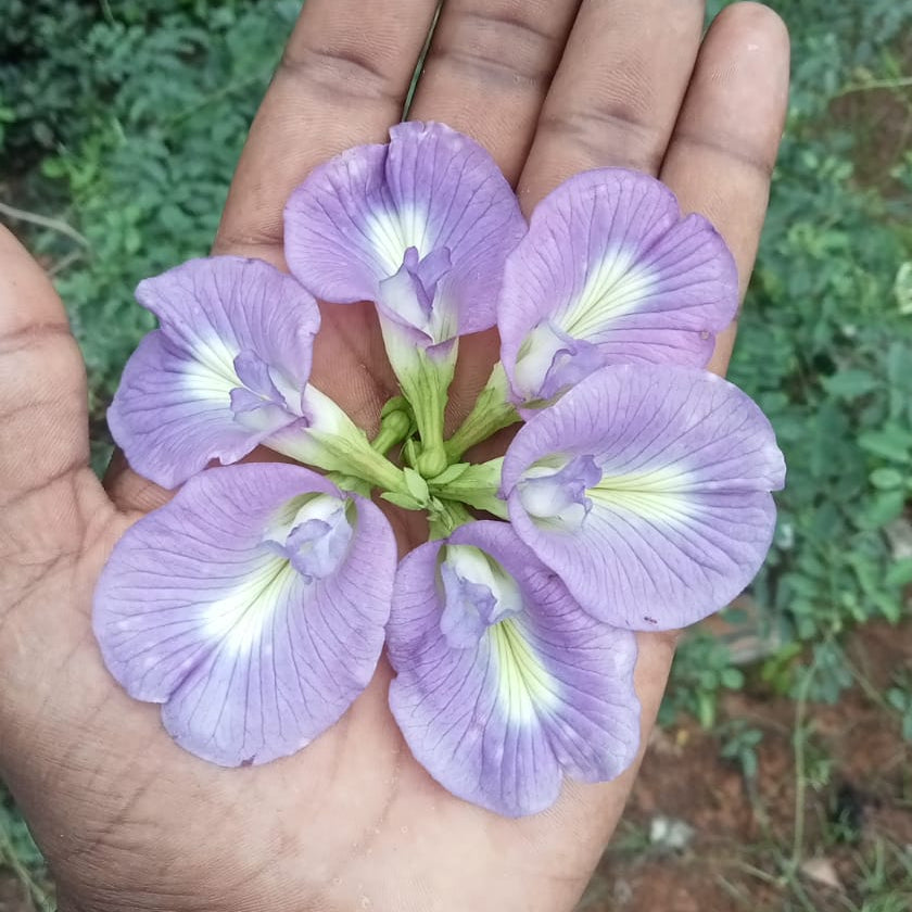 Purple Clitoria Seeds