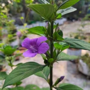 Dark blue december flower plant