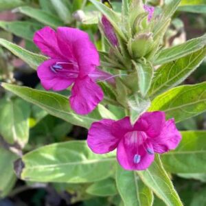 Dark pink december flower plant