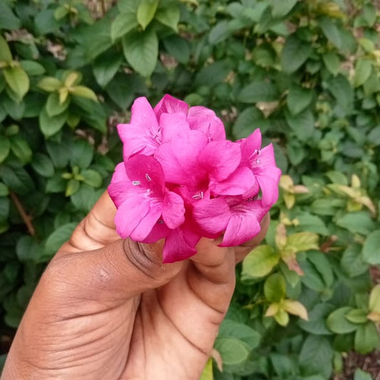 Dark pink december flower plant