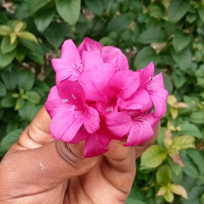 Pack of 10 Colourful December flowers combo