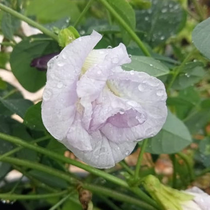 Clitoria lavender multi petal flower plant