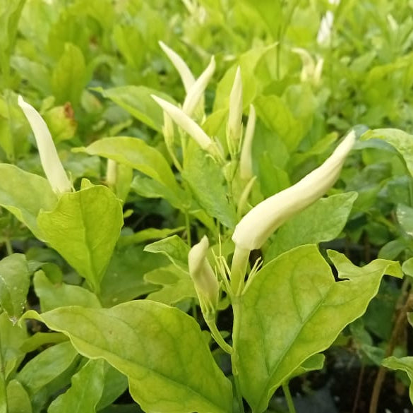 Ramarbaanam malli (Oosi Malli) - Angel Wing Jasmine