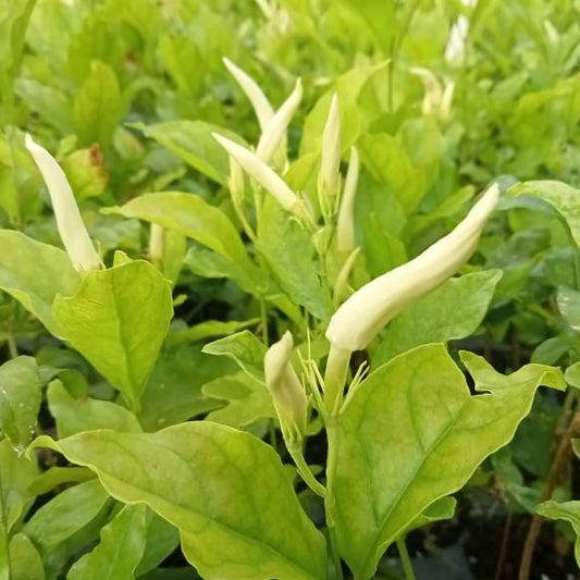 Ramarbaanam malli (Oosi Malli) - Angel Wing Jasmine