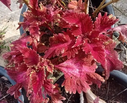Coleus Giant Exhibition plant