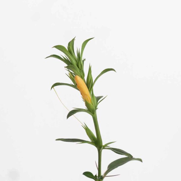 December Poo Yellow Plant (Thorn Barleria)