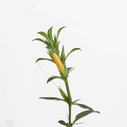December Poo Yellow Plant (Thorn Barleria)