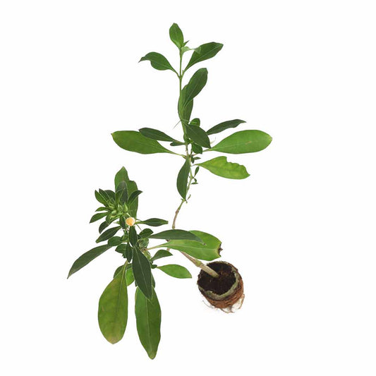 December Poo Yellow Plant (Thorn Barleria)
