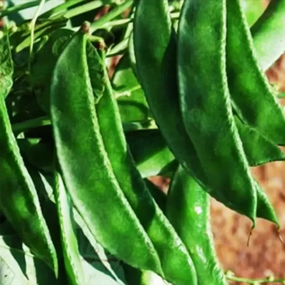 Chedi Avarai Seeds