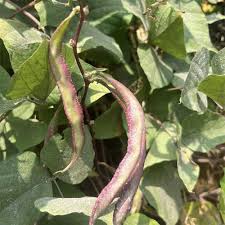 Violet Broad Beans Kozhi Avarai: A Nutrient-Packed Delight for Your Garden