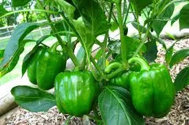 Capsicum seeds(kudai milagaai)