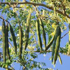 Moringa seeds (Tree habit)