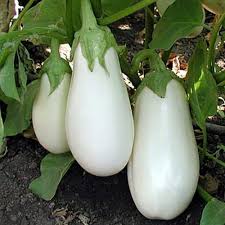 White brinjal seeds