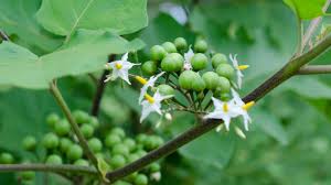 Turkey berry seeds (Sundaikkaai)