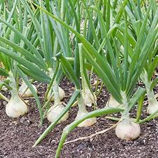 White onion seeds