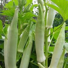 White okra seeds