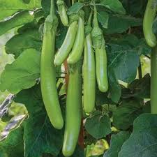 Green long brinjal seeds