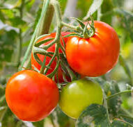 Tomato seeds(full red)