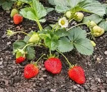 Strawberry plant