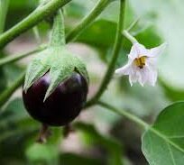 Sevanthampatti brinjal seeds