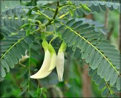 Agaththi keerai seeds (white flowers)
