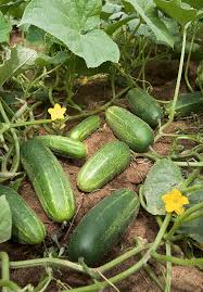 Cucumber seeds (vellari)