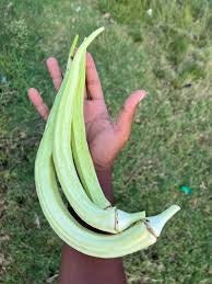 Yanai thandha vendai (Elephant tusk okra)