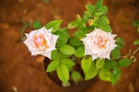 7 days rose plant