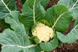 Cauliflower vegetable plant