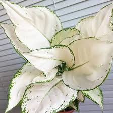 Aglaonema super white plant