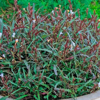 Dragon's Tongue plant (Hemigraphis Repanda)