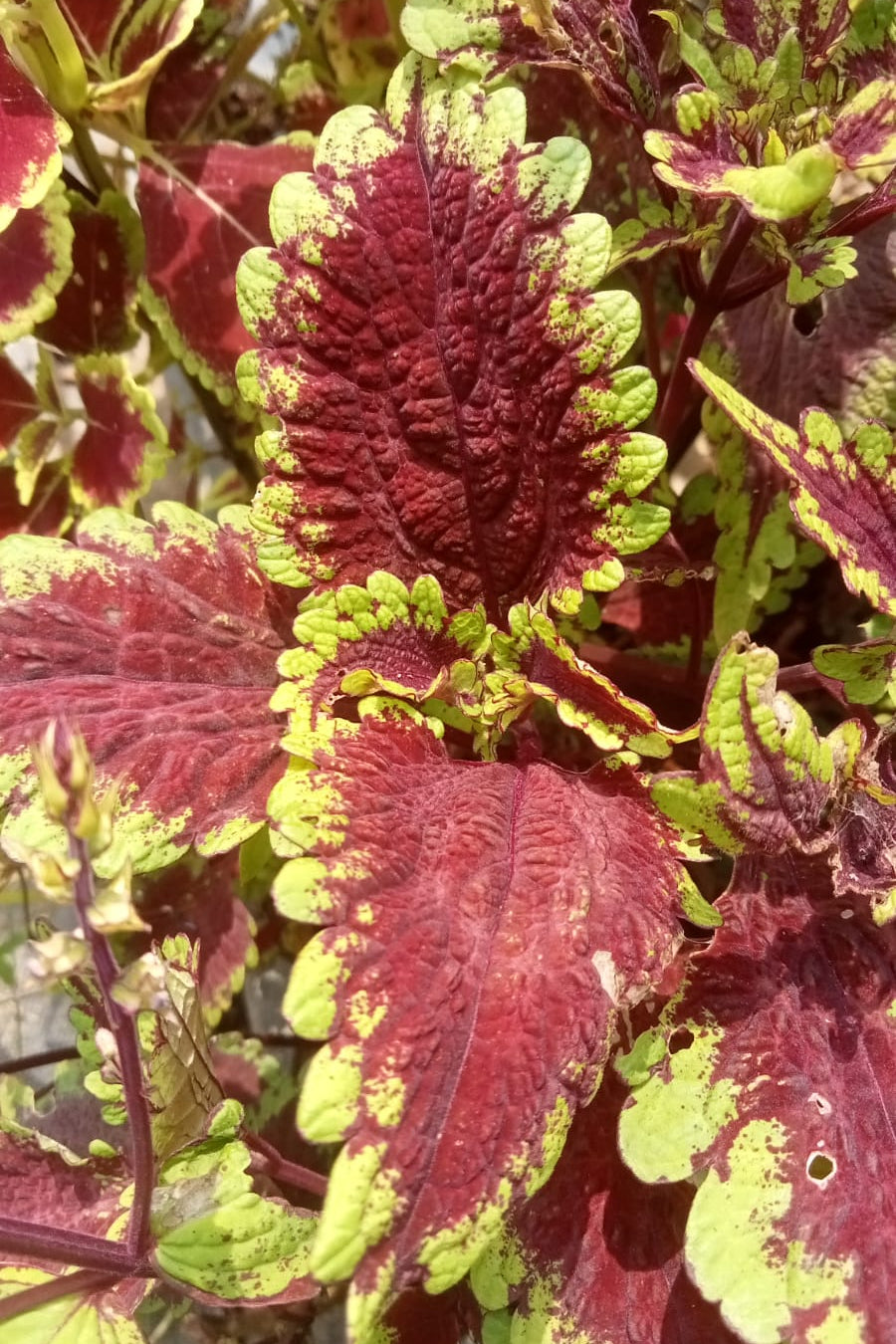 Coleus premium brown plant