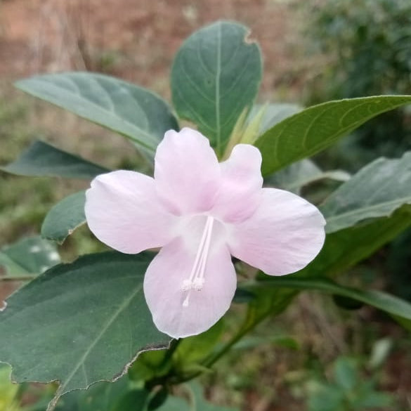 Baby pink december flower plant