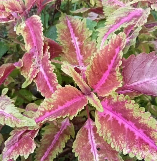Coleus ‘Sunglow Pink’