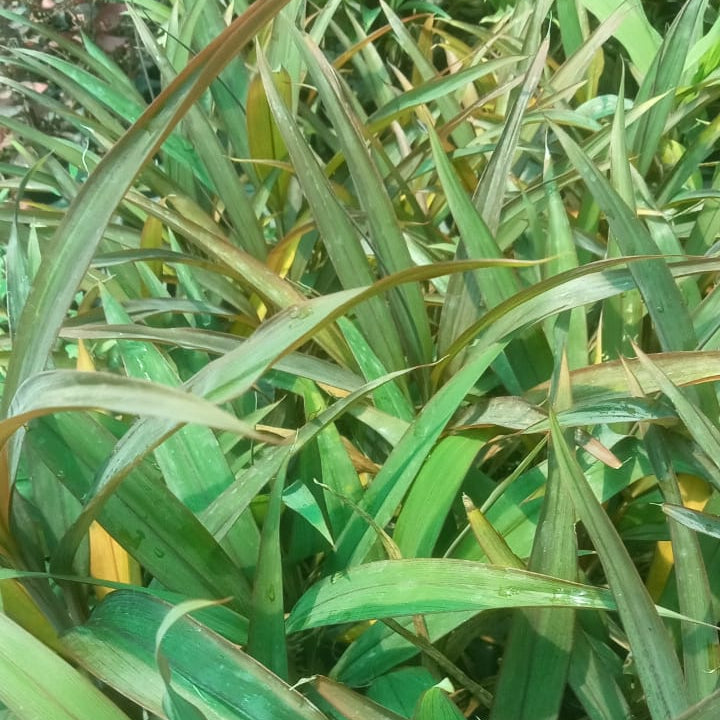 Cordyline red diamond plant
