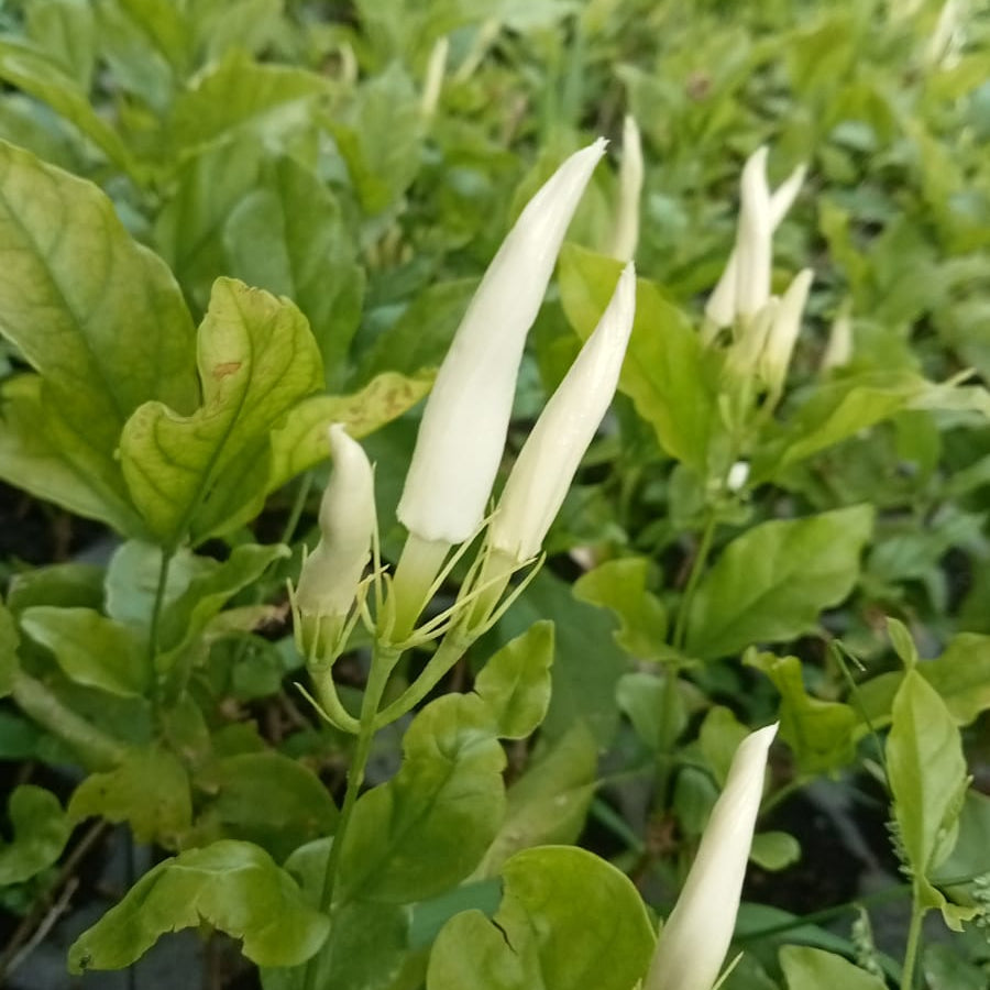 Ramarbaanam malli (Oosi Malli) - Angel Wing Jasmine