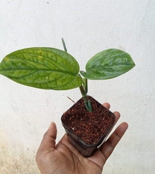 Monstera peru – Monstera karstenianum