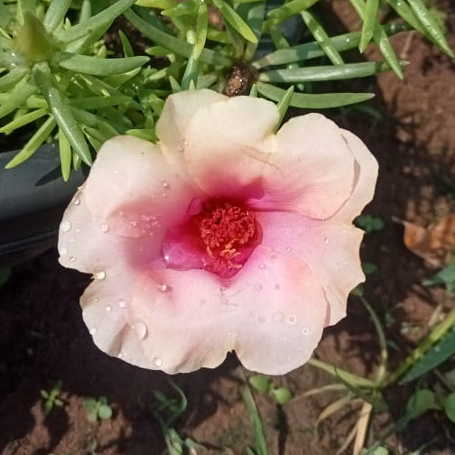 Portulaca jumbo peach flower cuttings ( 2 cuttings )