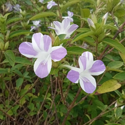 Barleria Cristata : Perfect Lavender Stipped Design