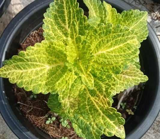 Coleus Electric lime plant