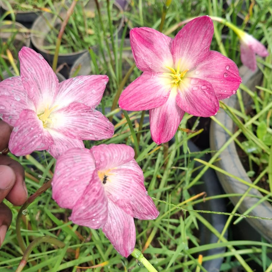 'Eternal flame' rainlily bulb 