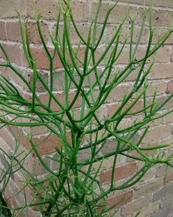 Euphorbia tirucalli-pencil cactus