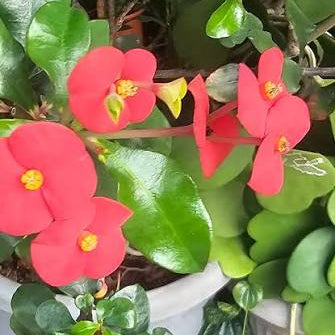 Euphorbia geroldii - thornless crown of thorns plant