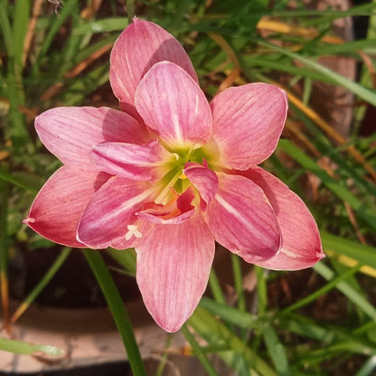 Madame butterfly Rainlily bulb Thai hybrid